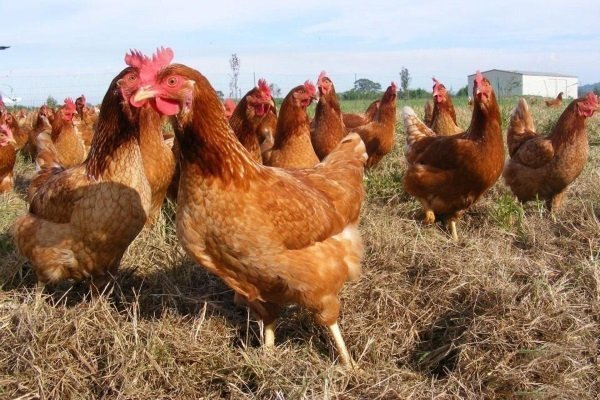 Разведение и содержание кур молодок в Щелково