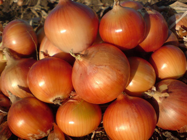 Лук 